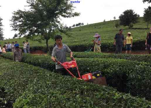 普洱茶种植加工商机