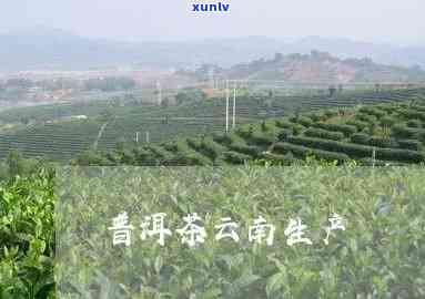 临沧云兴普洱茶厂地址： 2007年普洱茶，临沧云兴茶业有限责任公司