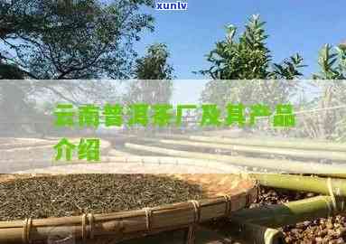 临沧茶业新秀云兴普洱茶厂的产品品质与市场口碑分析