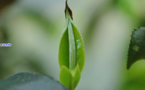 头条的普洱茶靠谱吗