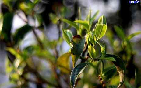 云南双江古树普洱茶：坝卡茶的冰岛风味与价格分析