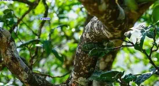 冰岛古树茶竹筒生茶：源自纯净冰岛，滋味独特的普洱佳品