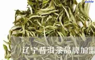 辽普洱茶加盟推荐