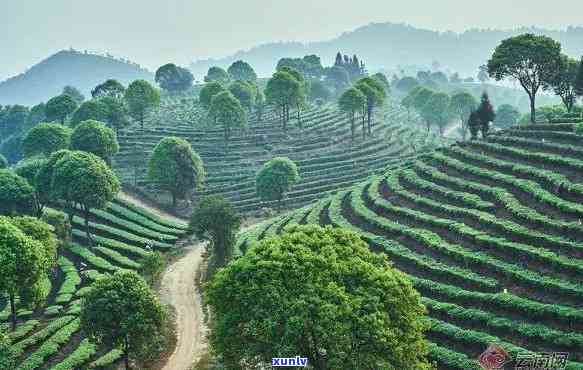 云南昆明绿色茶园：打造高品质普洱茶种植基地