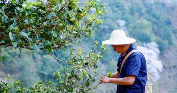 普洱茶易武茶区：探寻高品质茶叶的诞生地与品尝体验