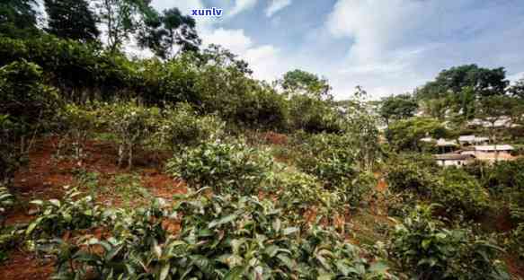 易武普洱茶种植采摘