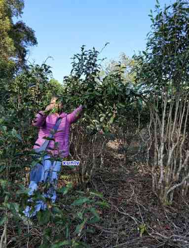 易武普洱茶种植采摘