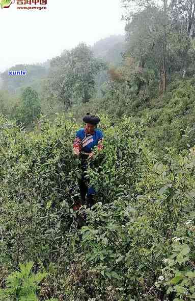 易武普洱茶种植采摘