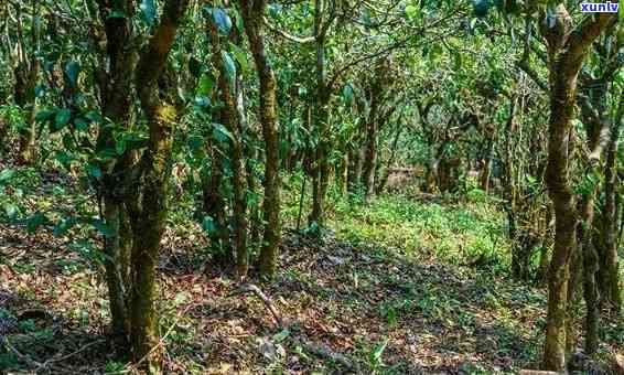 曼松普洱茶种植环境全面解析：土、气候、海拔等要素要求与优化策略