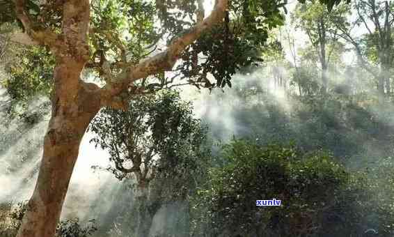 曼松普洱茶种植环境全面解析：土、气候、海拔等要素要求与优化策略