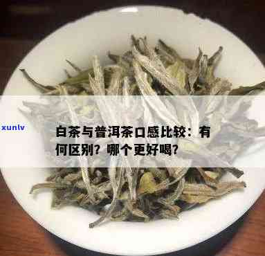 探索白茶与普洱茶的区别：哪种茶叶更适合你的口味？