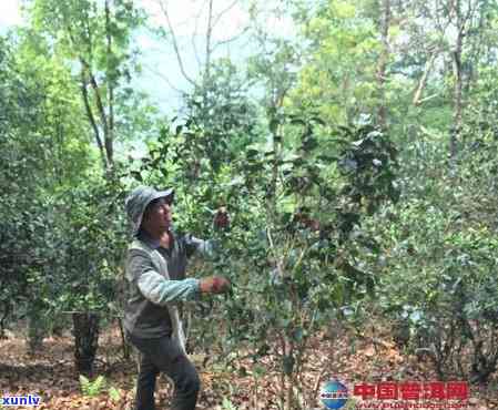 永庆普洱茶种植现状