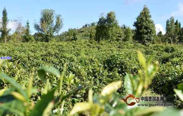 普洱茶叶种植的全面指南：从土、环境到收获与加工，解答用户所有疑问