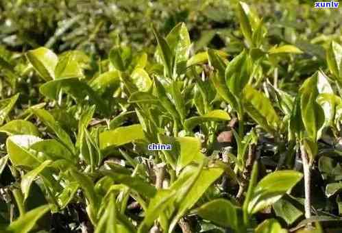 普洱茶的种植和管理