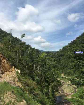 寻找优质普洱茶种植基地？了解其地址及其特点的完整指南！