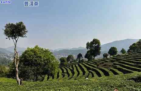 生产普洱茶种植基地