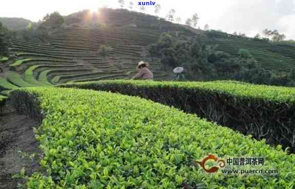 生产普洱茶种植基地