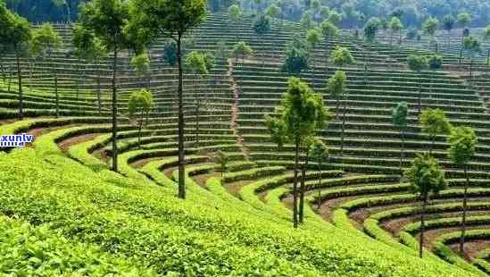 生产普洱茶种植基地