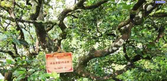 冰岛古树普洱茶：300年岁月沉淀的珍稀之味