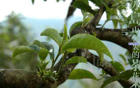 冰岛普洱茶古树纯料价格表及2019年新茶花信息