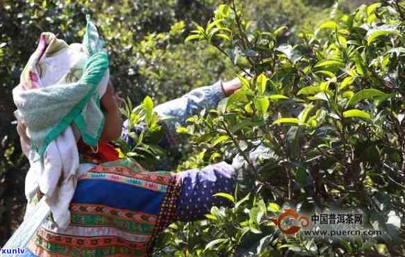 普洱茶的采摘过程及人工与机械化采摘的比较：谁是更好的选择？