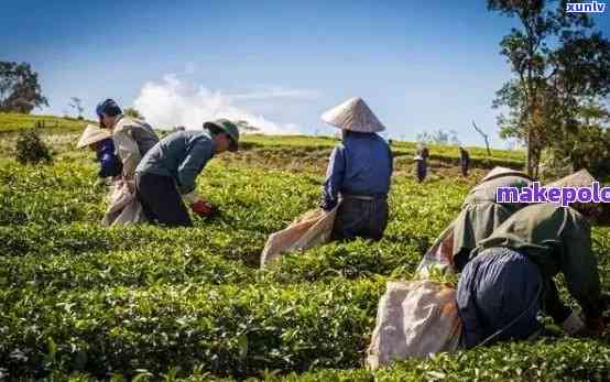 普洱茶与水稻种植的关系及 *** ：从土、气候、肥到收获全方位解析