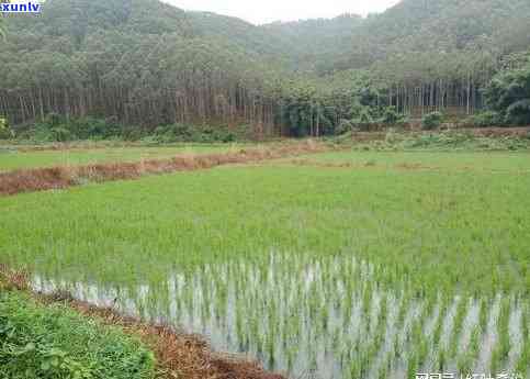 普洱茶与水稻种植的关系及 *** ：从土、气候、肥到收获全方位解析