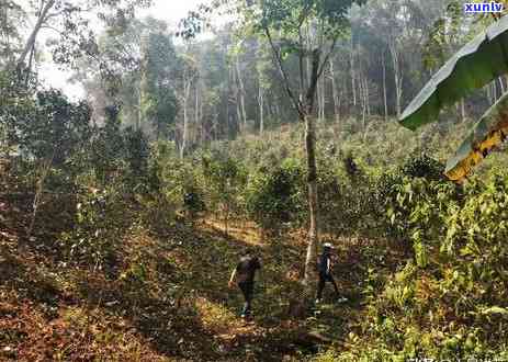 普洱易武茶价格查询官网：易武普洱茶报价表及档次分析