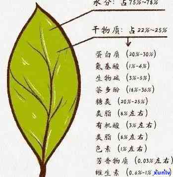 普洱茶化学成分深度解析：最新理化分析研究报告