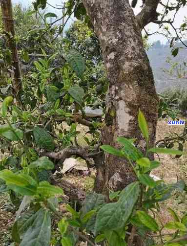 从种植到采摘：全面掌握普洱茶王树的培育与加工技术