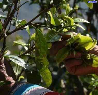 从种植到采摘：全面掌握普洱茶王树的培育与加工技术