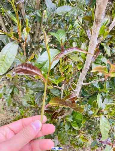 紫娟普洱茶种植时间