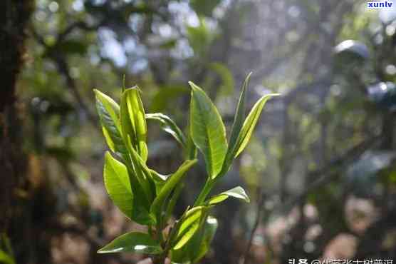 云南普洱茶的种植条件与时间选择：深入了解茶叶生长的关键要素