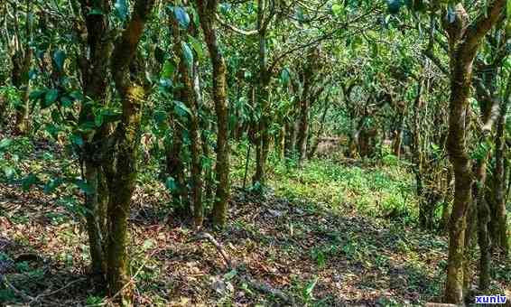 云南普洱茶的种植条件与时间选择：深入了解茶叶生长的关键要素