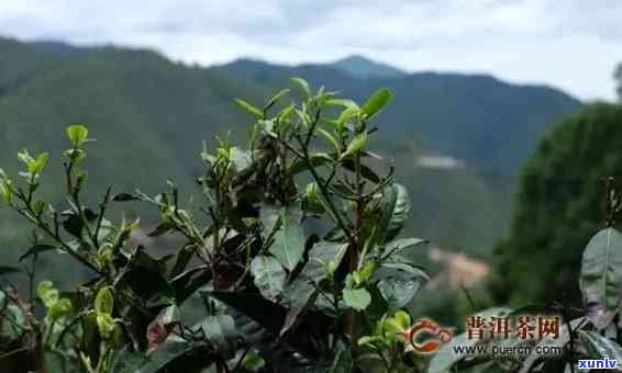 云南普洱茶的种植条件与时间选择：深入了解茶叶生长的关键要素