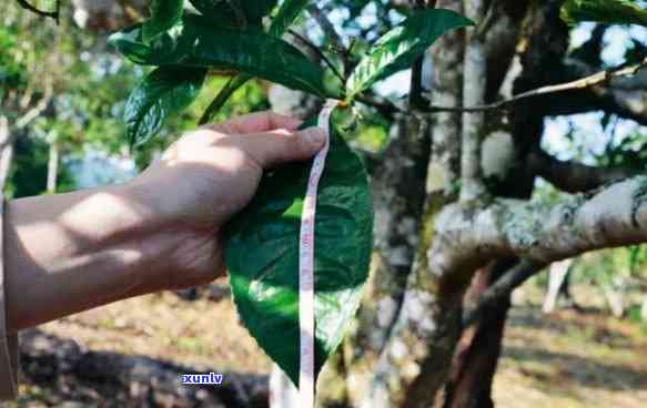 云南大叶种植普洱茶的优势与挑战：一篇全面解答