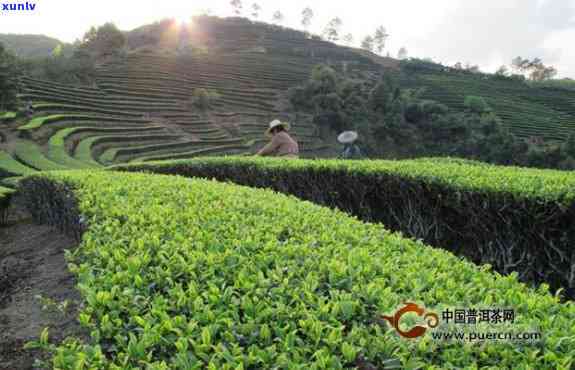 普洱茶园精细化管理与种植创新技术