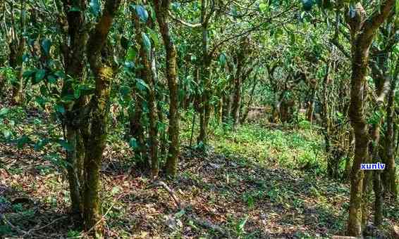 普洱茶叶种植全攻略：从土、气候到种植技术，全面解答您的疑问