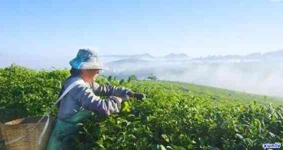 普洱茶如何种植水稻