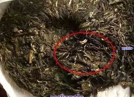 探究普洱茶颜色深的原因与影响