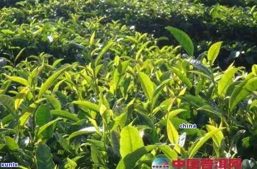 绿色生态种植：以茶王树为基础的普洱茶栽培技术探究