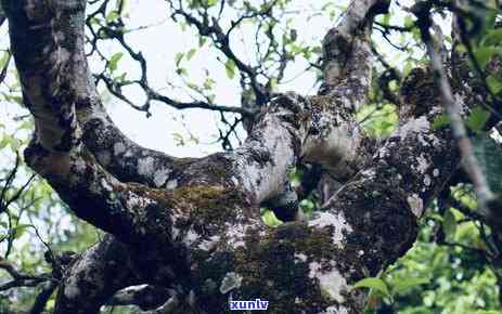 普洱茶产区的宏观环境分析：从土、气候、生态等多个角度全面解析