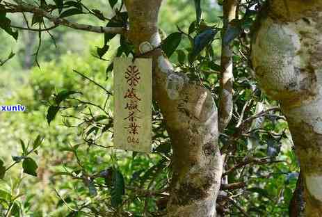 普洱茶产区的宏观环境分析：从土、气候、生态等多个角度全面解析