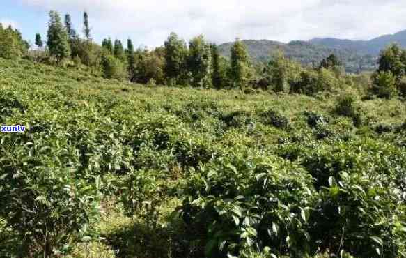 云南普洱茶种植基地：优质茶叶的源头与您联系