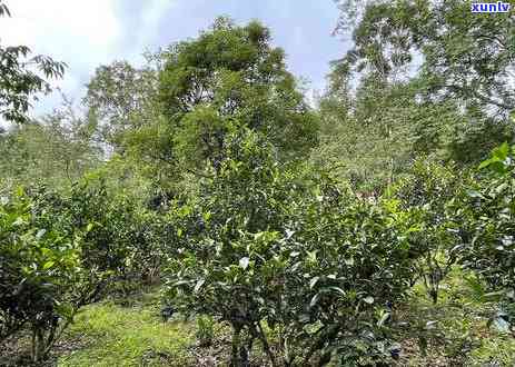 云南普洱茶种植基地