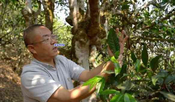 记普洱茶老板：传承千年古树普洱，扬家驹精神的新茶