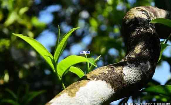 探索云南临沧茶山六大古树茶园：普洱茶的历与特点