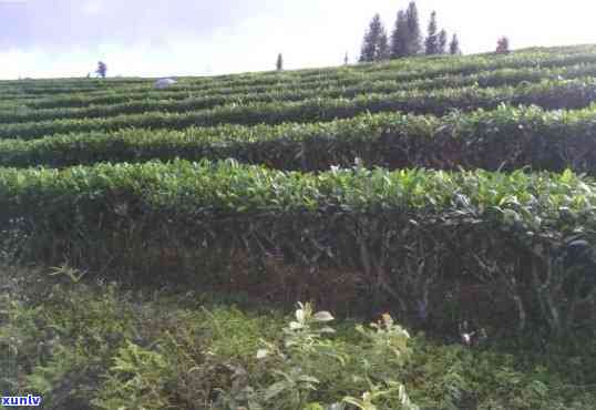 云南普洱茶种植的关键因素与适宜环境条件