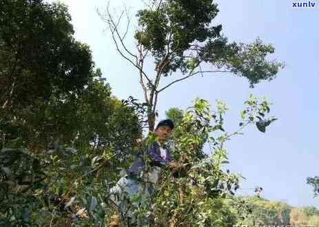 普洱茶招商加盟全攻略：如何选择、费用、流程及成功案例一应俱全