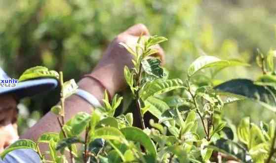 普洱茶在山东种植吗？山东普洱茶市场如何？普洱茶种植在哪里？